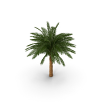 Silver Date Palm PNG & PSD Images