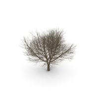 White Ash Winter PNG & PSD Images