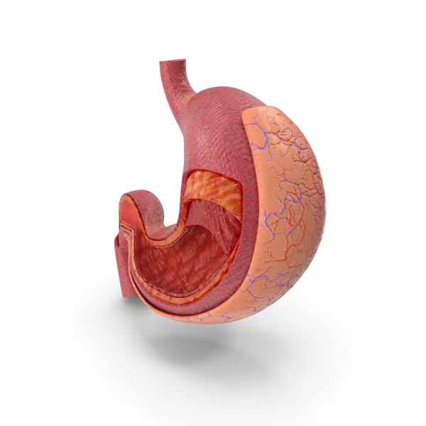 Stomach Layers Anatomy PNG & PSD Images