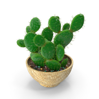 Cactus Multi Pot PNG & PSD Images