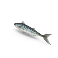 Blue Mackerel PNG & PSD Images