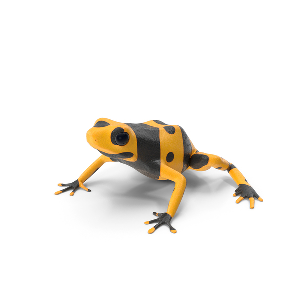 黄色和黑色飞镖青蛙PNG和PSD图像