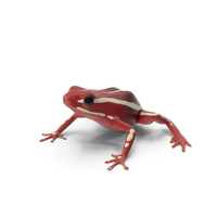 White Striped Dart Frog PNG & PSD Images