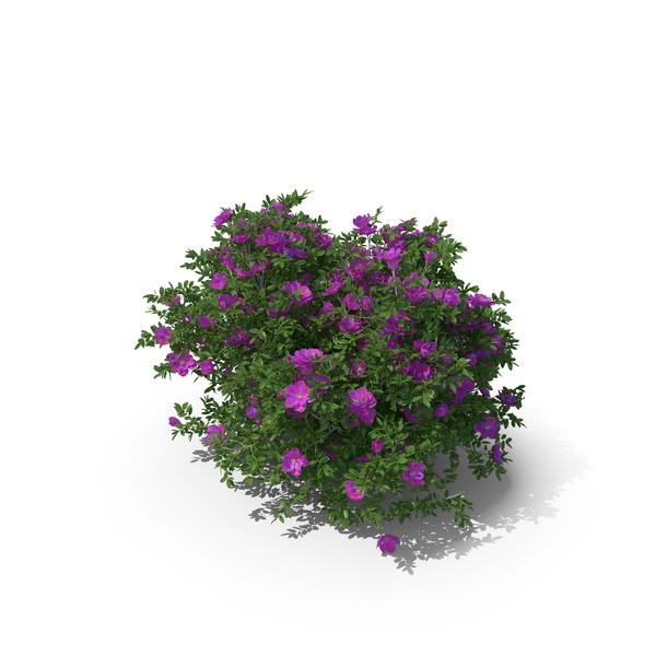 Rosa Rugosa PNG & PSD Images