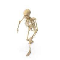 Real Human Female Skeleton Posed PNG & PSD Images