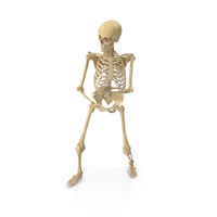 Real Human Female Skeleton Pose PNG & PSD Images
