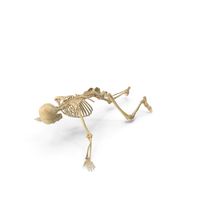 Real Human Female Skeleton Pose PNG & PSD Images
