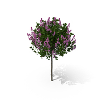 Korean Lilac PNG & PSD Images