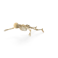 Real Human Female Skeleton Falling PNG & PSD Images