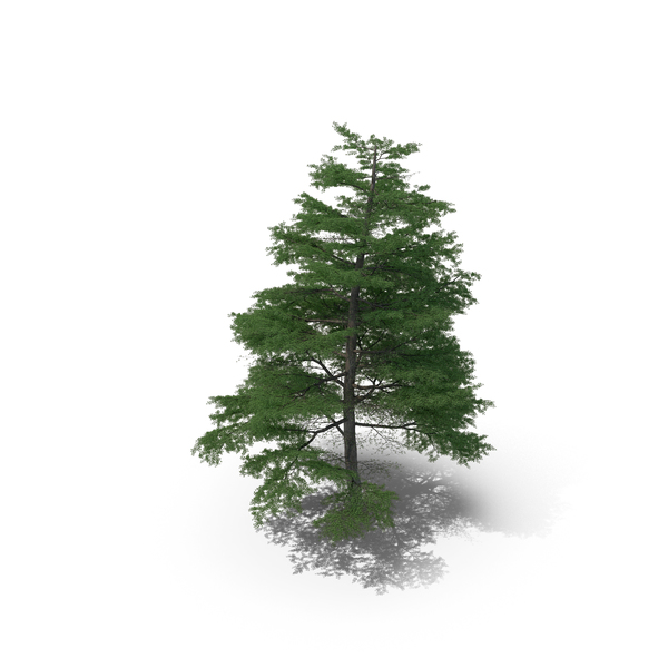 Scanned Tree PNG & PSD Images