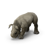 Baby Rhino Drinking Pose PNG & PSD Images