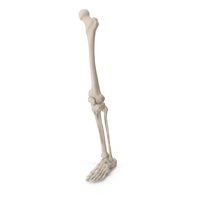 Male Leg Skeleton PNG & PSD Images