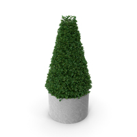 Buxus Pyramid PNG & PSD Images