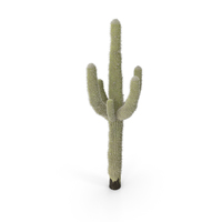 Desert Cactus PNG & PSD Images