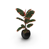 Ficus Elastica Ruby in Pot PNG & PSD Images