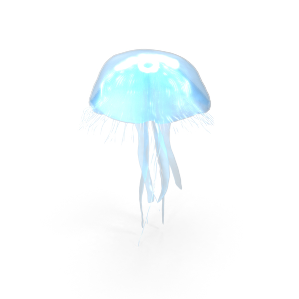 Moon Jellyfish (Aurelia Aurita) PNG & PSD Images