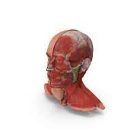 Anatomical Male Head Model with Neck PNG & PSD Images