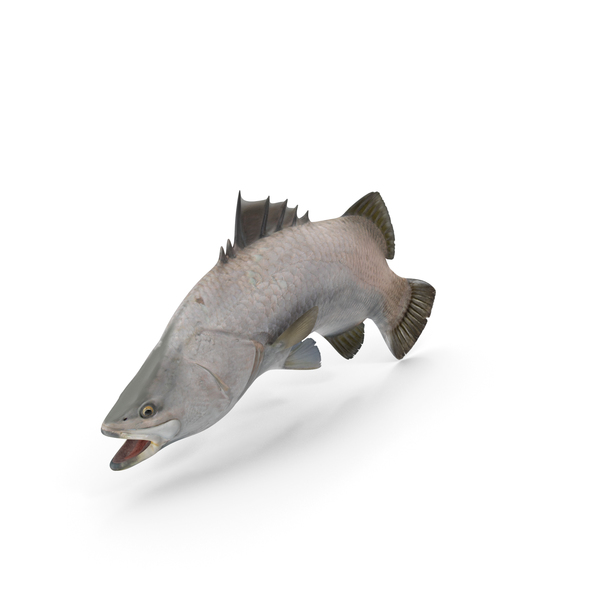 Barramundi Fish Swimming Pose PNG & PSD Images