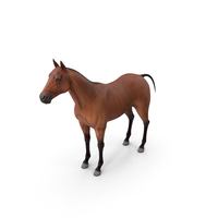 Bay Horse PNG & PSD Images