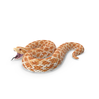 Beige Hognose Snake Attack Pose PNG & PSD Images