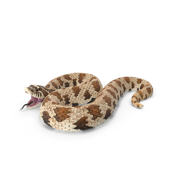 Brown Hognose Snake Attack Pose PNG & PSD Images