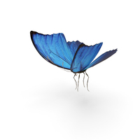 Butterfly Blue Morpho PNG & PSD Images