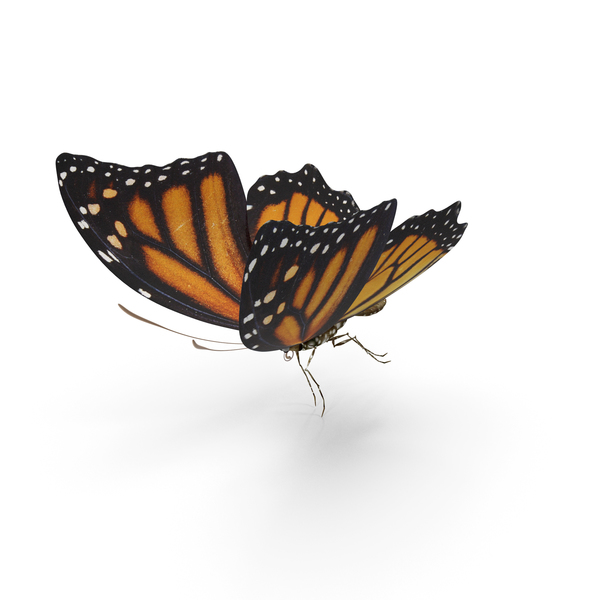 Butterfly Tiger Monarch PNG & PSD Images