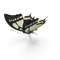 Butterfly Papilio Multicaudata PNG & PSD Images