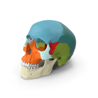 Human Skull - Didactic Version PNG & PSD Images