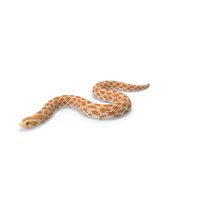 Hognose Snake Crawling PNG & PSD Images