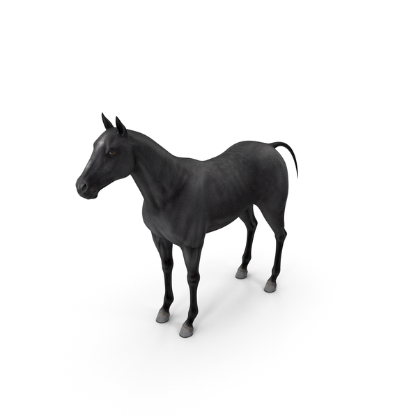 Horse Black PNG & PSD Images