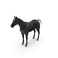 Horse Black PNG & PSD Images