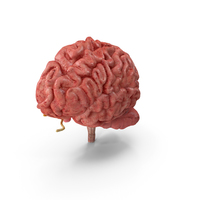 Human Brain Anatomy Section PNG & PSD Images