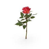 Rose Light Red PNG & PSD Images