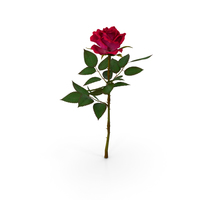 Rose Red PNG & PSD Images