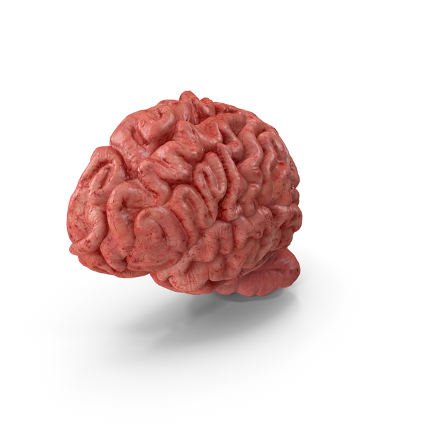 人脑左半球PNG和PSD图像