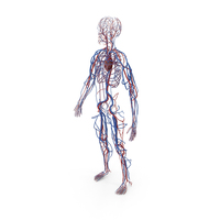 Human Cardiovascular System Full Body PNG & PSD Images