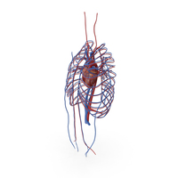 Human Cardiovascular System PNG & PSD Images