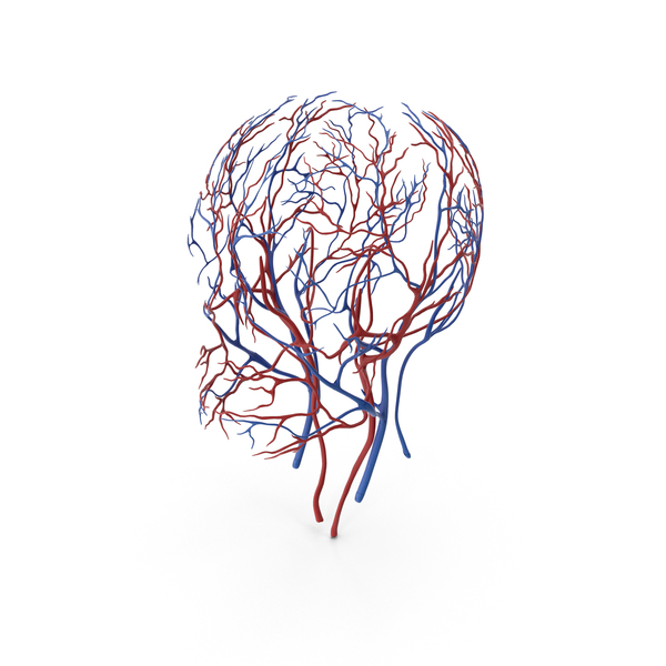 Human Head Cardiovascular System PNG & PSD Images