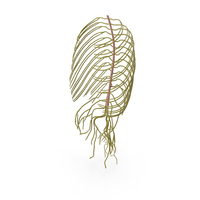 Human Torso Nervous System PNG & PSD Images