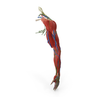 Male Arm Full Anatomy PNG & PSD Images