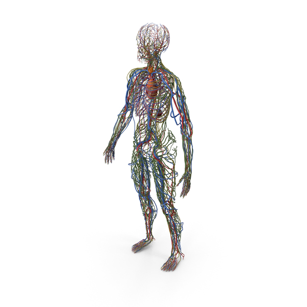 Male Cardiovascular Lymphaticand and Nervous Systems PNG & PSD Images
