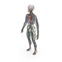 Male Cardiovascular Lymphaticand and Nervous Systems PNG & PSD Images