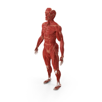 Male Muscular System Full Body PNG & PSD Images