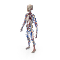 Male Skeleton and Cardiovascular System PNG & PSD Images