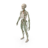 Male Skeleton and Lymphatic System PNG & PSD Images