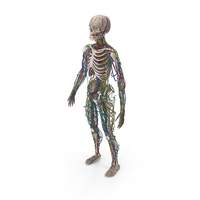 Male Skeleton Cardiovascular Lymphaticand and Nervous Systems PNG & PSD Images