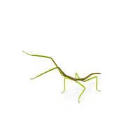 Phasmatodea Stick Insect Attack PNG & PSD Images