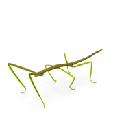 Phasmatodea Stick Insect PNG & PSD Images