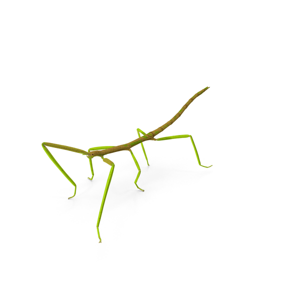 Phasmatodea Stick Insect Walking PNG & PSD Images